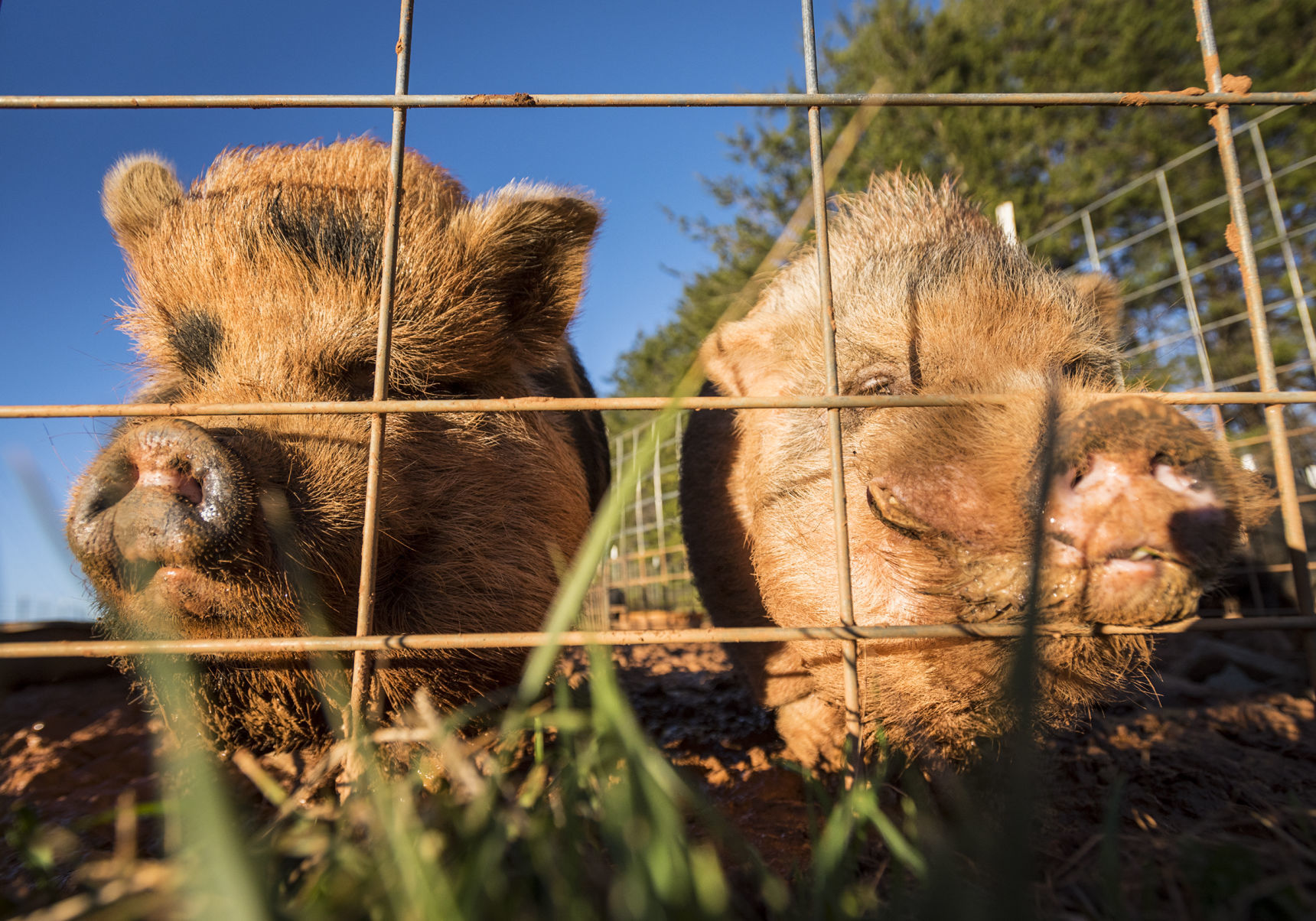 Pigs